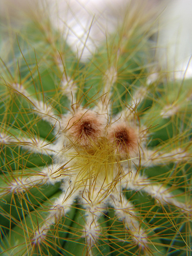 parodia magnifica flower buttons