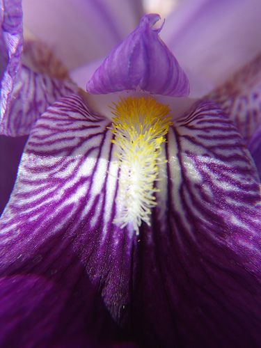 iris germanica macro