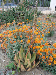 Aloe ferox y otros (Parque de la Paloma  - Arroyo del Miel)