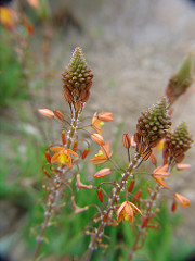 Aloe flowers II (Parque de la Paloma  - Arroyo del Miel)