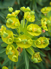 Euphorbia flowers(Parque de la Paloma  - Arroyo del Miel)