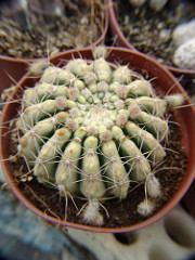 white notocactus