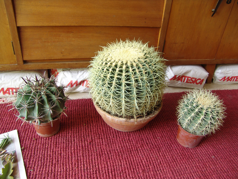 ferocactus e grusonii's
