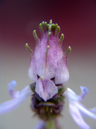 coleus canina flower