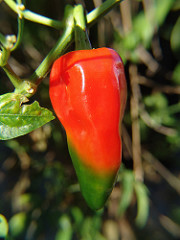 portuguese pepper