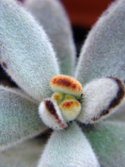 kalanchoe tomentosa macro