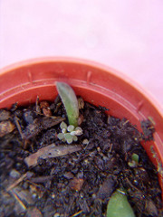sedum indicum (sinocrassula) new born