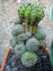 echinopsis oxigona