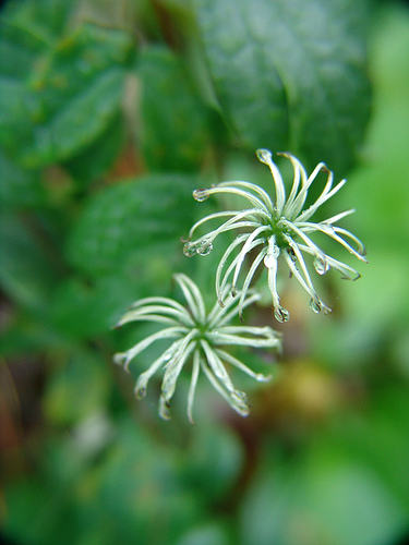 water drops on a clematis forming seed