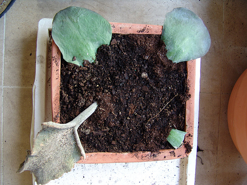 hope leafs (kalanchoe thyrsiflora and beharensis)