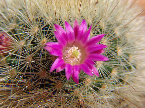 mammillaria pink flower