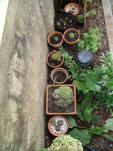 echinopsis playground