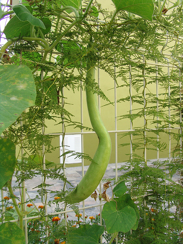 50cm cucumber