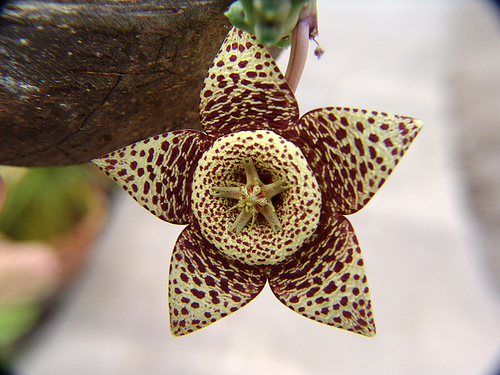 stapelia flower