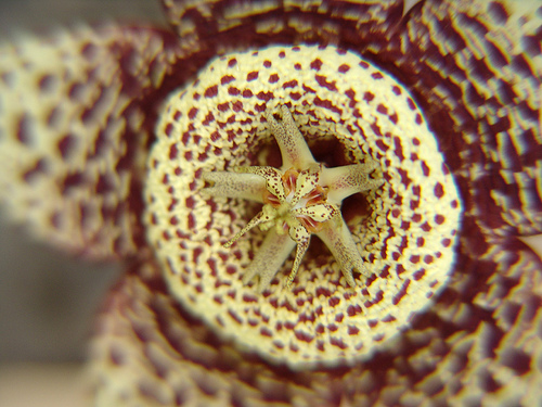 stapelia flower macro