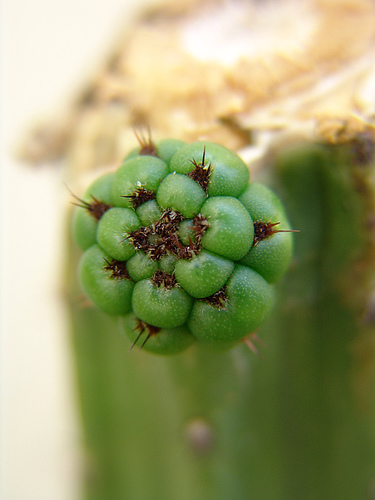 trichocereus peruvianus sprout