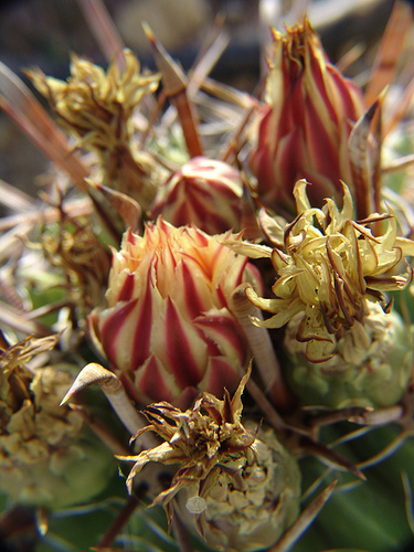 ferocactus latispinus flowers