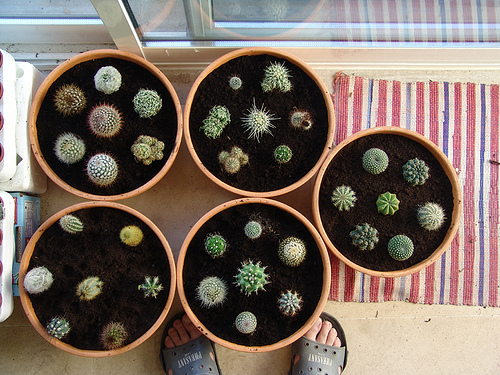 35 cactus