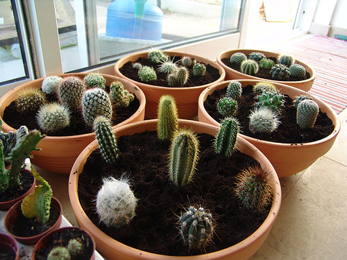 cactuscape