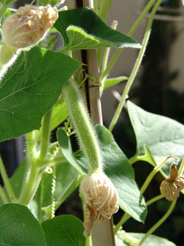 small giant cucumber