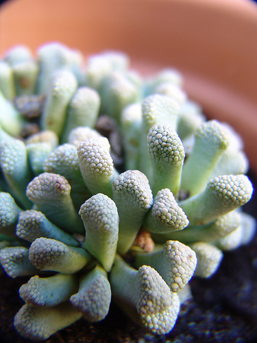 titanopsis luederitzii macro