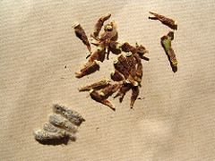 seeds from Juna's cactus, of Jaén