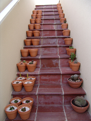 stairs cactus