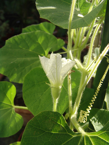 cucumber opoening white flower
