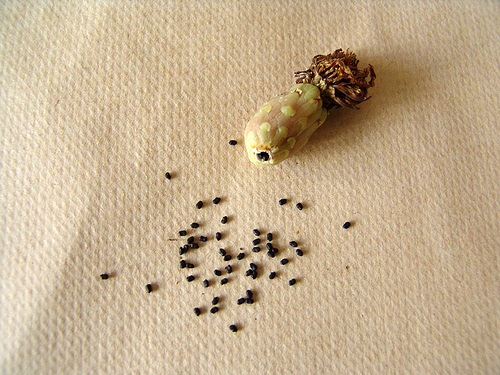echinocactus grusonii seeds