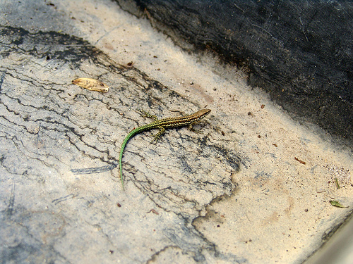 small lizard