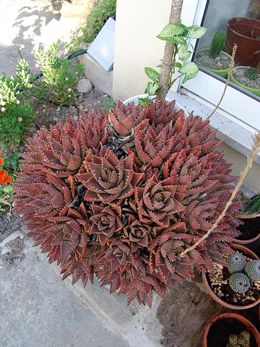 Aloe brevifolia