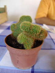 cleistocactus cristata