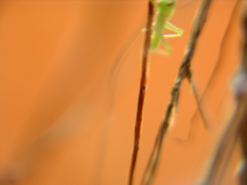 green tiny grasshoper