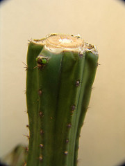 trichocereus peruvianus sprout
