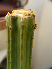 trichocereus peruvianus new sprout