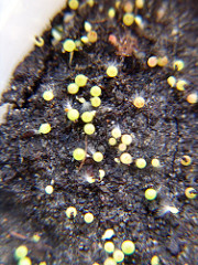 cleisthocactus babies (maybe with fungus)