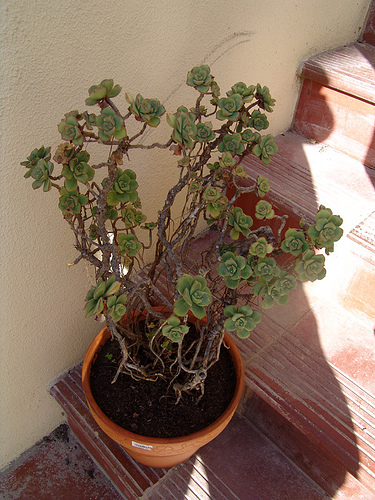 echeveria haworthia