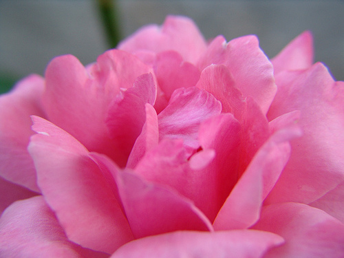 morning rose detail