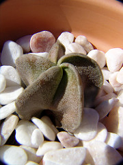 Astrophytum asterias v nudum