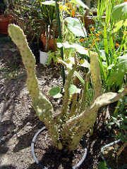 Opuntia monacantha - monstruosa variegata