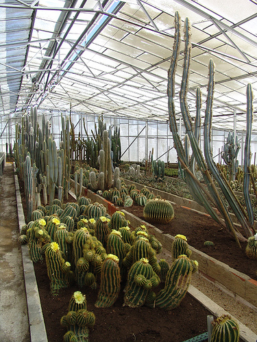 cactusland