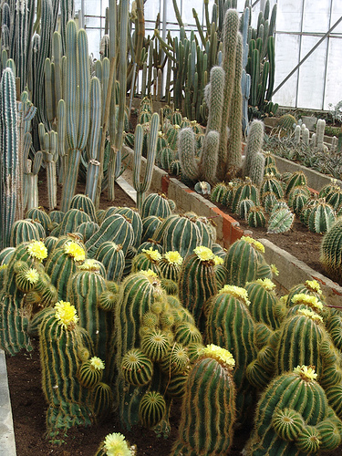 cactusland