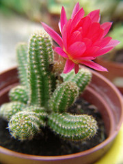 pink Chamaecereus Silvestrii flower