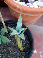 agave macroantha
