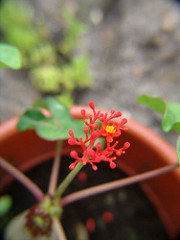 red small flower