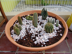 cactus bowl