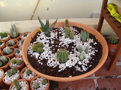 cactus bowl