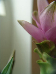 Curcuma australasica