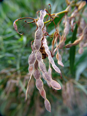 seeds acacia