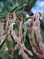 seeds acacia